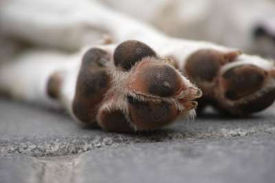 狗 疼痛 街道 爪 疲劳的 宠物 感觉 动物 死的 生活