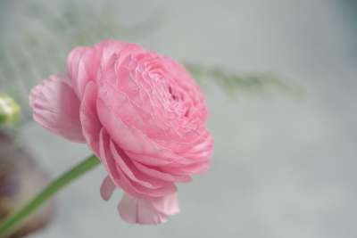 茛 粉色的 粉红色毛茛 花 粉红色的花 开花 花瓣 春天的花朵