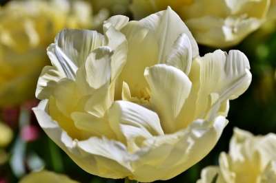 郁金香 郁金香花 郁金香田 开花了 切花 春天的花朵 春天 花
