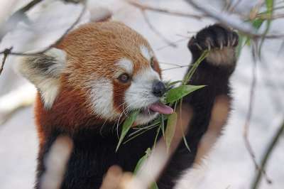 可爱的 舒适 小熊猫 冬天 雪 寒冷的 动物