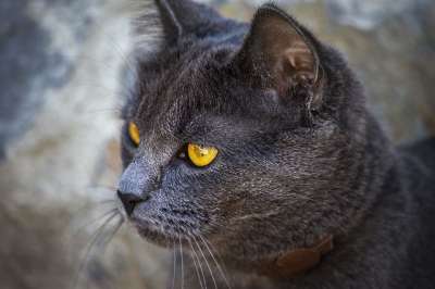 猫 吉祥物 肖像 猫科动物 眼睛