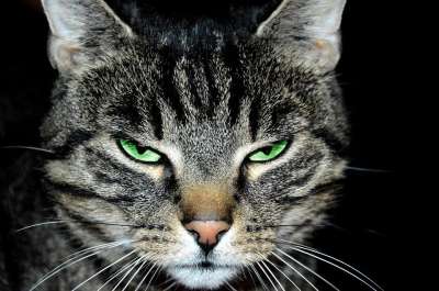 猫 雄猫 动物 小猫 毛皮 可爱的 家猫 普通猫 斑纹 男性