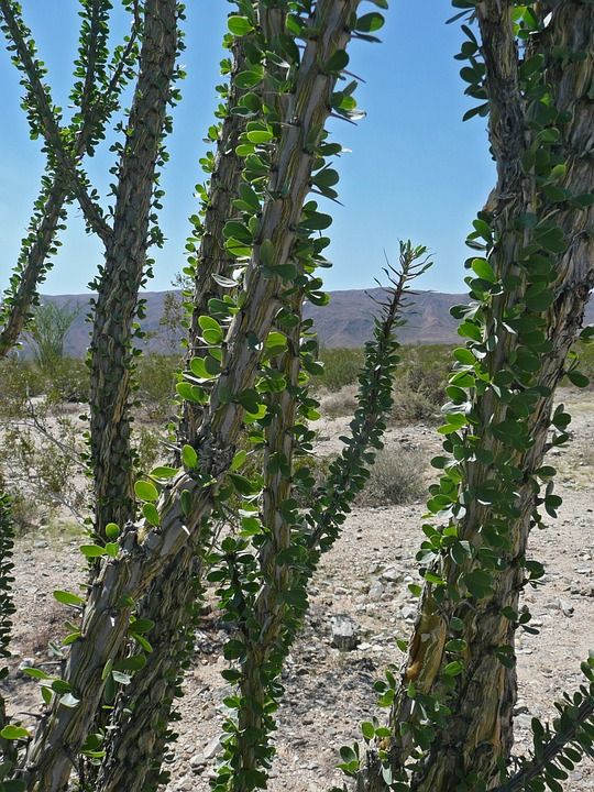 奥科蒂略 植物 约书亚树国家公园 加利福尼亚州 美国 岩石 沙漠