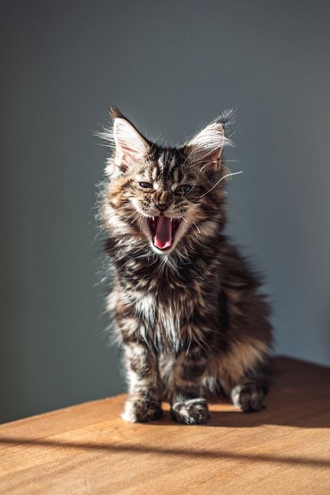 猫 小猫 缅因库恩 小熊维尼 怒吼 老虎 基蒂 可爱的