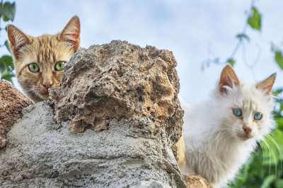 猫 肖像 岩石 宠物 动物 国内的猫 猫科动物 哺乳动物 可爱的
