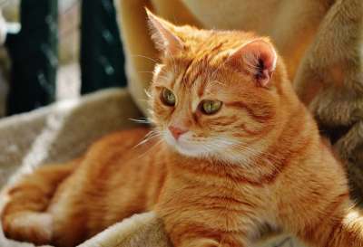 猫 宿醉 红色的 可爱的 鲭鱼 老虎 舒适 动物 家猫 毛皮