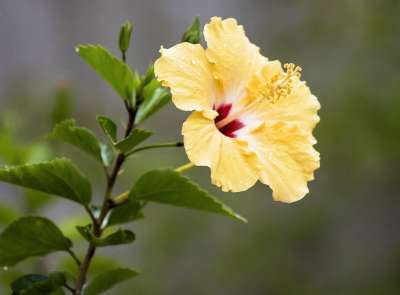 芙蓉 热带 花 植物 开花 春天 黄色