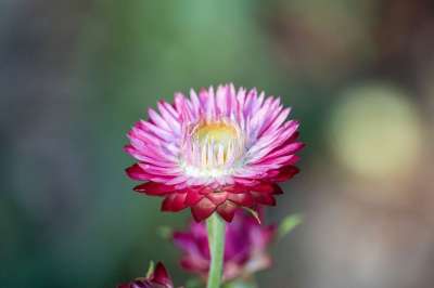 花 植物学 盛开 自然 植物群 花瓣 花园 开花 生长