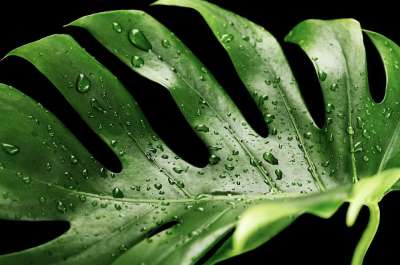 植物 湿的 龟背竹 植物学 自然 热带 露珠 雨滴 飞沫 水