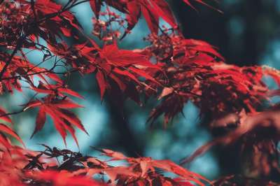 树 树叶 叶子 分行 红色的叶子 衬套 植物 植物群 花园
