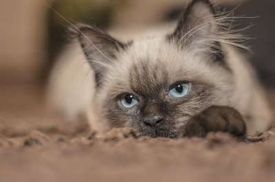 猫 小猫 宠物 男孩 动物 布娃娃 最喜欢的 布朗 可爱 曲奇