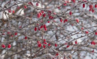 小檗 分行 霜 浆果 红色浆果 水果 雪 冻结 冰 冬天