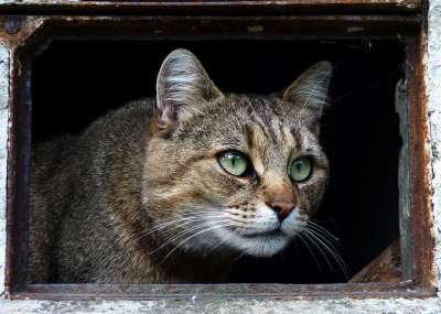 猫 动物 家猫 雄猫 毛皮 尖牙 达乔维茨