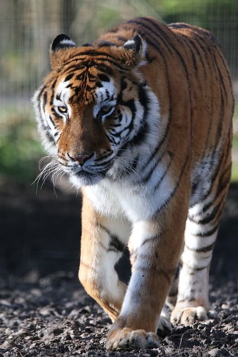 老虎 猫科动物 哺乳动物 保护 生物多样性 热带 亚洲