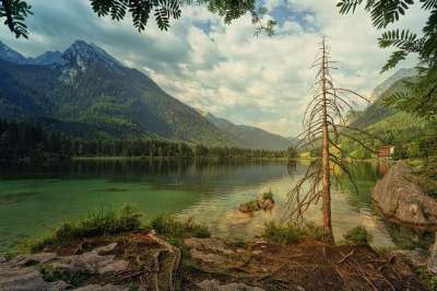 Hintersee 山 拉姆绍 阿尔卑斯山 树 干涸 云 绿色