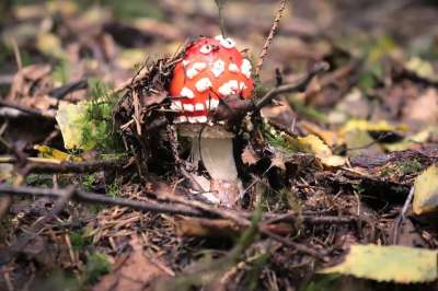 蘑菇 毒菌 落下 森林 自然 森林地面 苔藓 点缀 积分 生长
