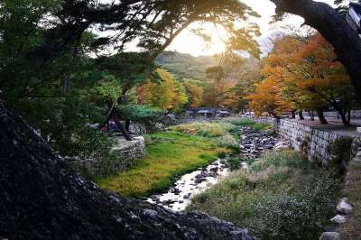 自然 秋天 季节 落下 户外 旅行 勘探 通度寺 森林 韩国