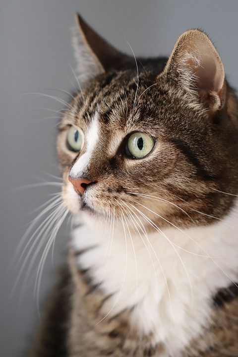 猫 宿醉 家猫 鲭鱼 猫眼 猫脸 晶须 家畜 动物 猫肖像