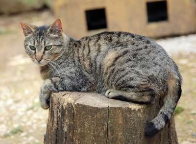 猫 虎斑猫 灰色的 猫科动物 可爱的 国内的 基蒂 可爱猫咪