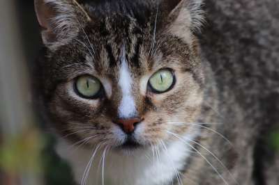 宿醉 猫 猫脸 猫眼 家畜 家猫 看法