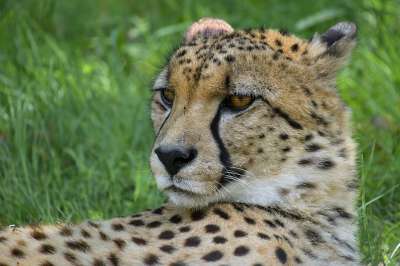 猎豹 肖像 头 猫科动物 草 捕食者 动物 野猫