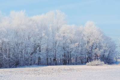 景观 树木 冬天的印象 冬季景观 雪 寒冷的 冬天 冬季魔法