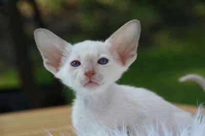 猫 小猫 暹罗 猫宝宝 好奇的 毛皮 可爱的 动物 食肉动物