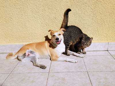 宠物 猫 狗 友谊 动物 棕色的狗 棕色的友谊