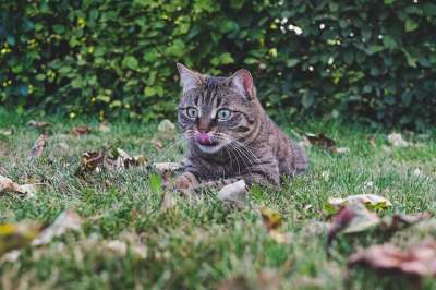 猫 户外的 虎斑猫 自然 草 户外 肖像 小猫 基蒂 老虎
