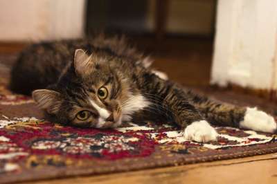动物 地毯 猫 可爱的 猫科动物 宠物 棕色的宠物