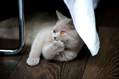猫 英国短毛猫 Bkh 纯种 动物 宿醉 琥珀色 眼睛