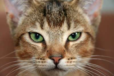 猫 宿醉 小猫 阿比西尼亚 猫眼 家猫 家畜 脸 看法