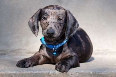 腊肠犬 狗 动物 小狗 肖像 宠物 模型 看法 灰狗
