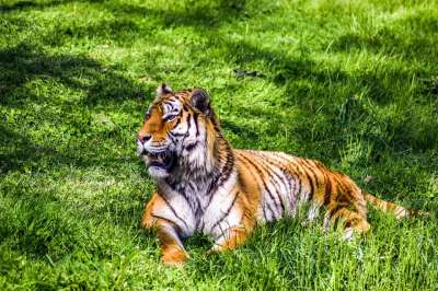 动物园 Paugres 阿尔代什 动物 访问 假日 猞猁 野猫