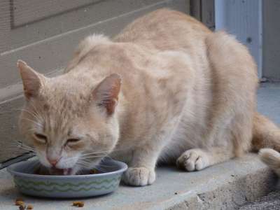 猫 迷路 吃 浅黄色 猫科动物 短发 饥饿的 食物 棕色的头发