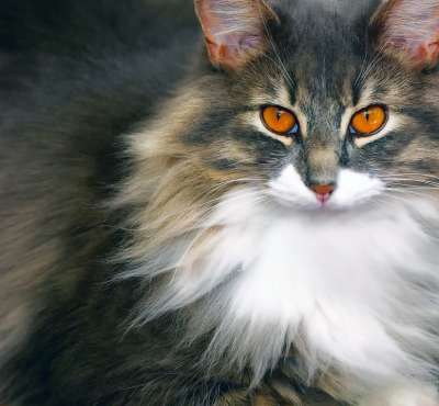 猫 猫科动物 动物 猫看 宠物 家畜 猫眼 灰色 看 猫脸