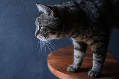 猫 眼睛 动物 宠物 肖像 脸 小猫 毛皮 猫科动物 老虎