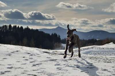 狗 大丹犬 小狗 雪 耶什捷德
