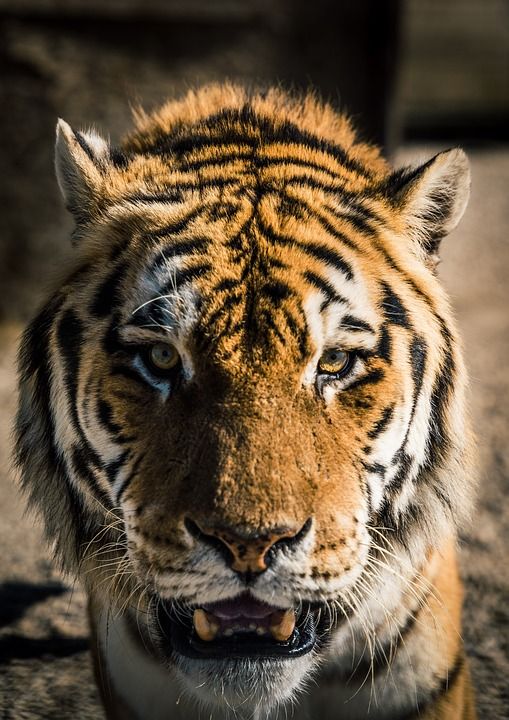 动物 老虎 捕食者 哺乳动物 物种 动物群 猫科动物 毛皮