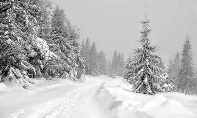 方式 冬季 山 雪 景观 性质 树木 森林 路径 假期 旅游