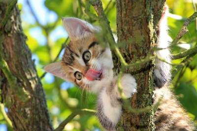 猫 小猫 舌头 树 绿色 夏天 动物 国内的 可爱的 好的