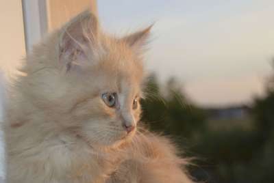 猫 动物 老虎 基蒂 肖像 棕色猫 棕色的肖像 棕色的老虎