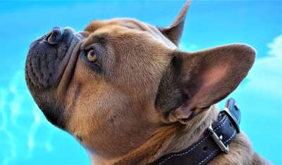 法国斗牛犬 游泳池水 背景 动物 狗 鼻子 眼睛 脸 耳朵
