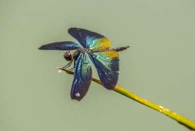 大蓝翼 Rhyothemis Plutonia 泰国 突进者 红色的书
