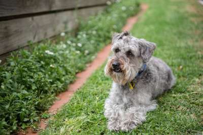狗 宠物 Schnoodle 混合的品种 犬类 动物 可爱的