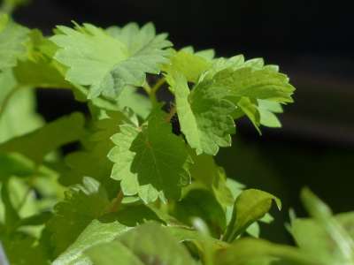 体育 草本 烹饪草药 植物 调味料 Pimpinella 潘佩内尔