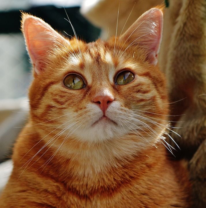 猫 宿醉 红色的 可爱的 鲭鱼 老虎 舒适 动物 家猫 毛皮