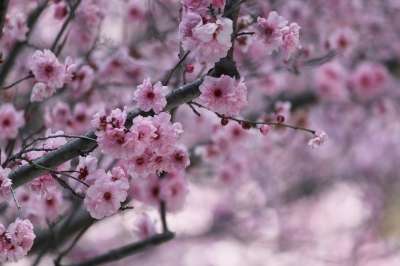 樱花 日本樱花树 花 树 粉色的 观赏樱桃 盛开 春天 自然