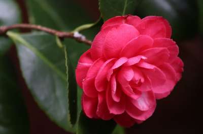茶花 红色的 盛开 花瓣 大器晚成 开花 花 山茶花 植物