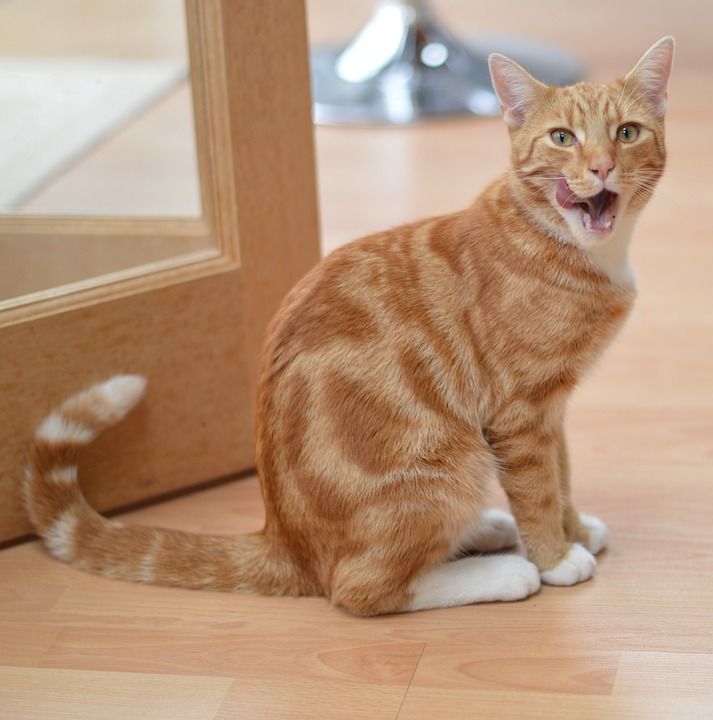 猫 虎斑猫 厨房 吃 棕色的厨房 棕色的饮食